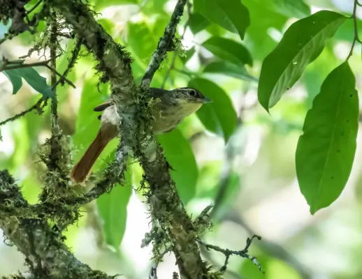 File:Anabacerthia ruficaudata - Rufous-tailed Foliage-gleaner.jpg