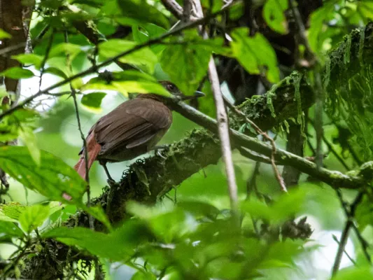 File:Automolus melanopezus - Brown-rumped Foliage-gleaner.jpg