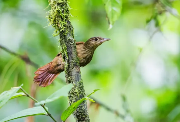 File:Automolus virgatus - Western Woodhaunter.jpg