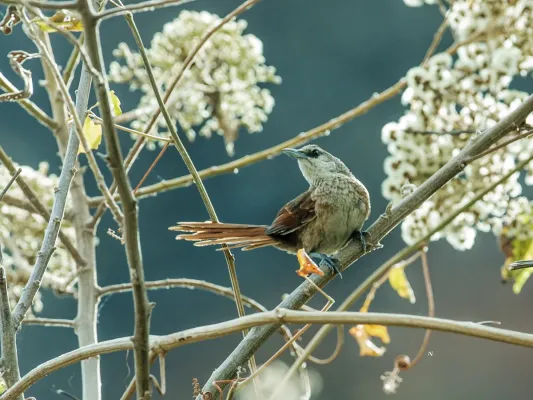 File:Phacellodomus dorsalis - Chestnut-backed Thornbird 1.jpg