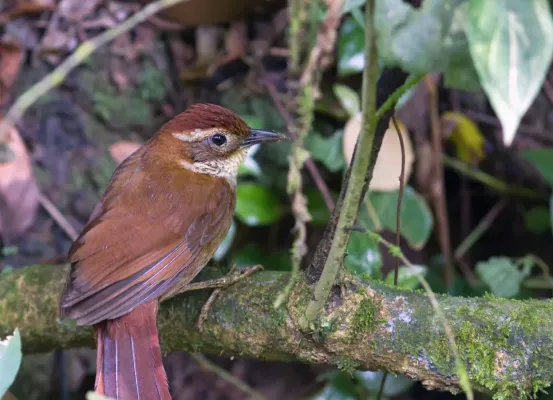 File:Clibanornis dendrocolaptoides - Canebrake Groundcreeper; Curitiba, Paraná, Brazil.jpg