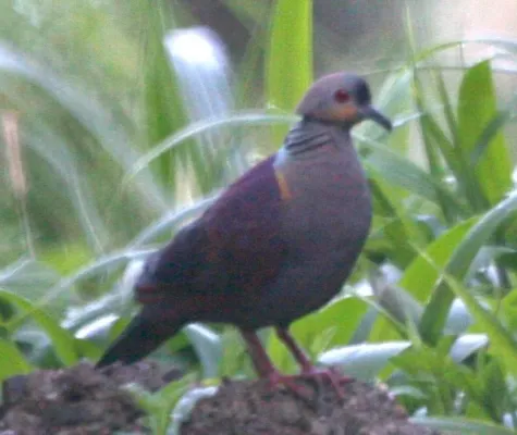 File:Geotrygon versicolor.jpg