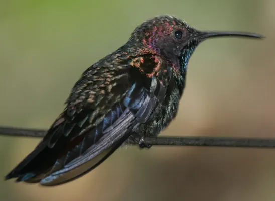 File:Anthracothorax mango.jpg