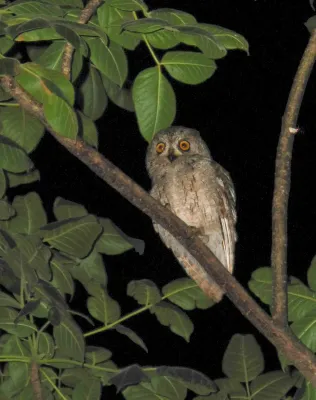 File:Otus socotranus.jpg