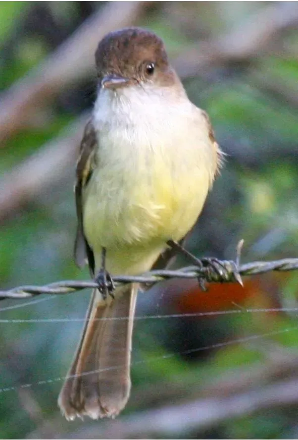 File:Myiarchus barbirostris.jpg