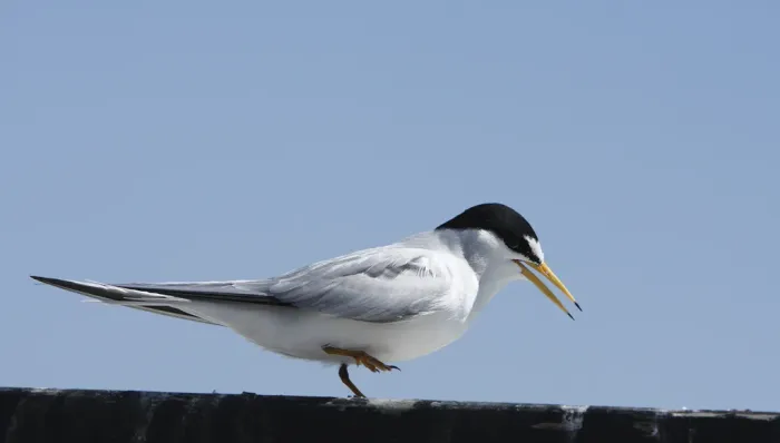 File:Sternula antillarum browni, San Luis Obispo, California 1.jpg
