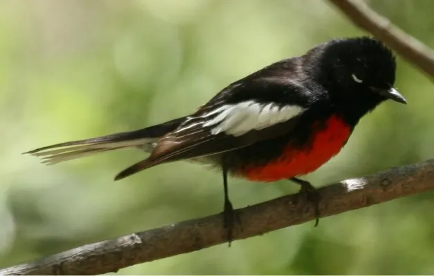 File:Myioborus pictus.jpg