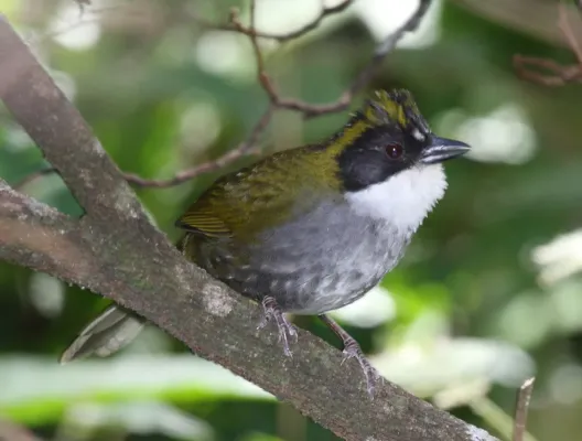 File:Arremon virenticeps, Zacatecas, Mexico.jpg