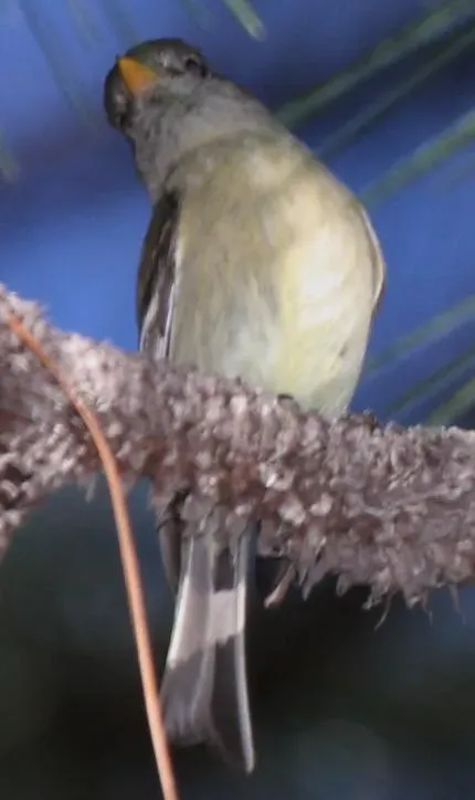 File:Empidonax affinis.jpg