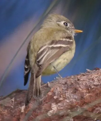 File:Empidonax affinis 1.jpg