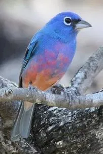 File:Passerina rositae 1.jpg