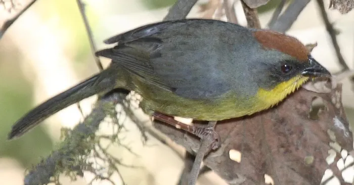 File:Atlapetes pileatus.jpg