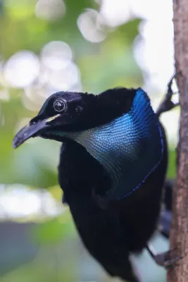 File:Ptiloris magnificus male.jpg