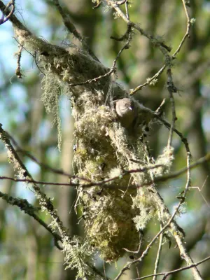 File:Psaltriparus minimus 03647.JPG
