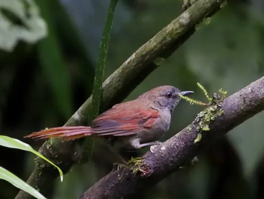 File:Synallaxis cinerascens - Grey-bellied Spinetail; Intervales State Park, São Paulo, Brazil.jpg