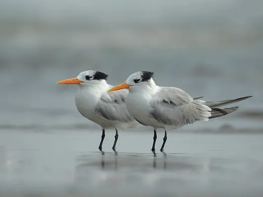 File:Lesser crested terns (Thalasseus bengalensis) by Shantanu Kuveskar.jpg