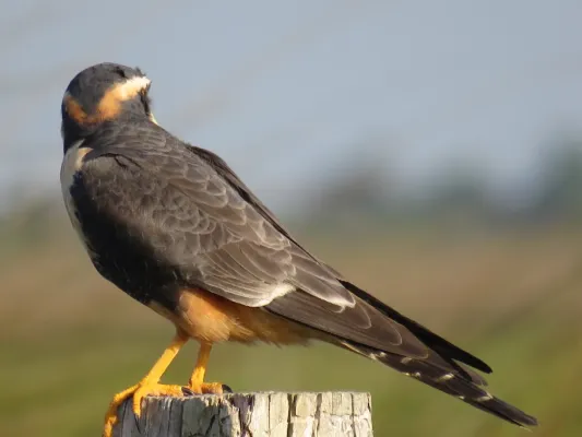 File:Falco femoralis.23.jpg