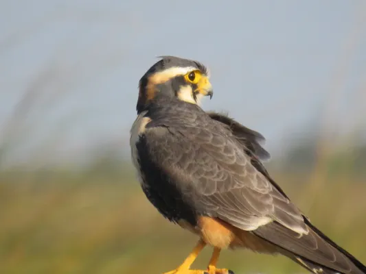 File:Falco femoralis.jpg