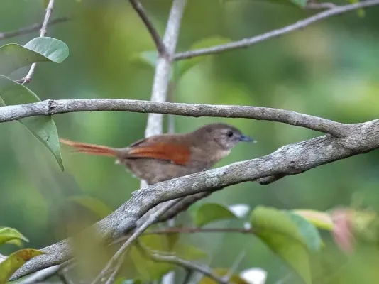 File:Synallaxis gujanensis - Plain-crowned Spinetail; Careiro da Várzea, Amazonas, Brazil.jpg