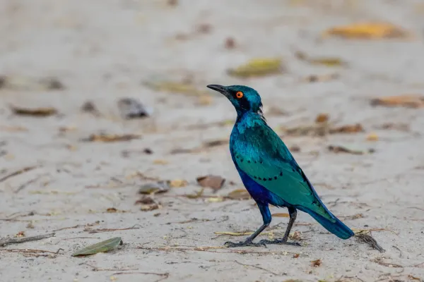 File:Lesser Blue-eared Starling (Lamprotornis chloropterus), Koubalan, Senegal.jpg