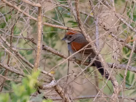 File:Synallaxis hypospodia - Cinereous-breasted Spinetail; Uberaba, Minas Gerais, Brazil.jpg