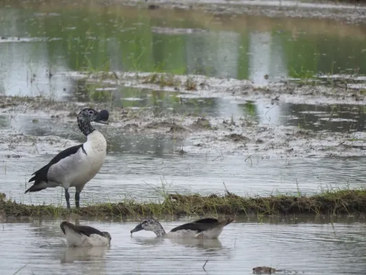 File:Knob Billed Duck(Sarkidiornis melanotos).jpg