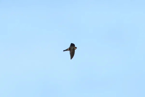 File:Aerodramus pelewensis imported from iNaturalist photo 39944193 on 14 January 2020.jpg