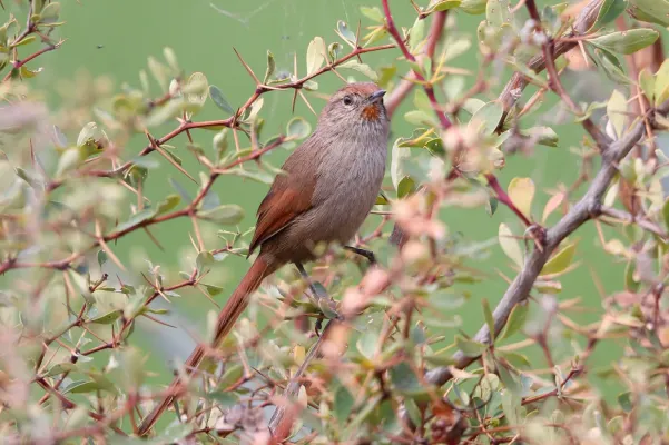 File:Asthenes ottonis - Rusty-fronted Canastero; Laguna Huacarpay, Cuzco, Peru.jpg