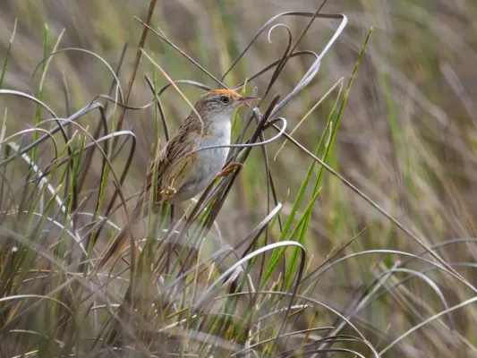 File:Spartonoica maluroides - Bay-capped Wren-Spinetail; Tavares, Rio Grande do Sul, Brazil.jpg