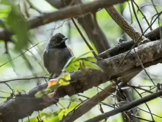 File:Synallaxis tithys - Blackish-headed Spinetail.jpg