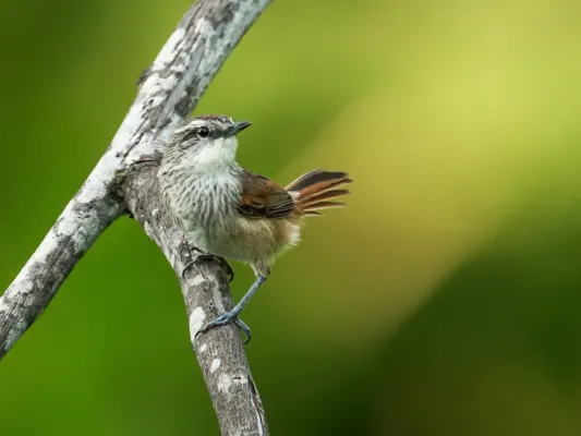 File:Synallaxis stictothorax stictothorax - Necklaced Spinetail.jpg