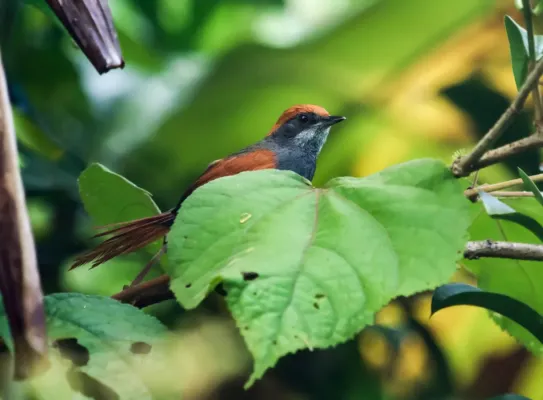 File:Synallaxis infuscata - Pinto's Spinetail.jpg