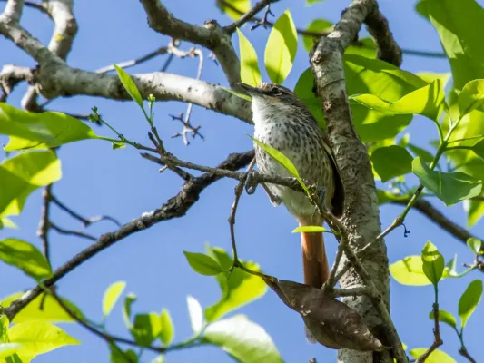 File:Synallaxis stictothorax chinchipensis - Necklaced (Chinchipe) Spinetail.jpg