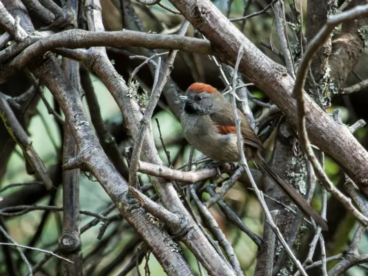 File:Synallaxis subpudica - Silvery-throated Spinetail.jpg