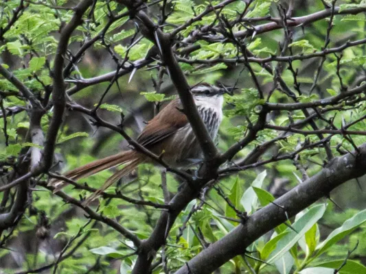 File:Synallaxis hypochondriaca - Great Spinetail.jpg