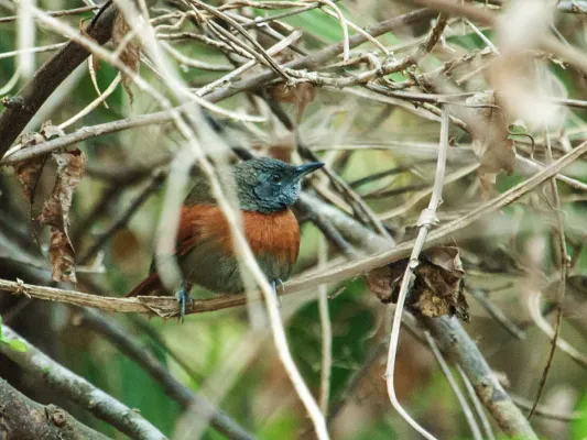 File:Synallaxis erythrothorax - Rufous-breasted Spinetail.jpg