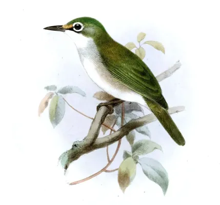 File:ZosteropsNatalisSmit (cropped).jpg