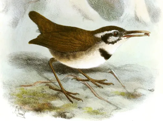File:MicrobatesCollarisSmit (cropped).jpg