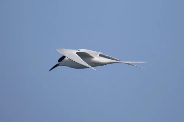 File:Sterna striata 57066188.jpg