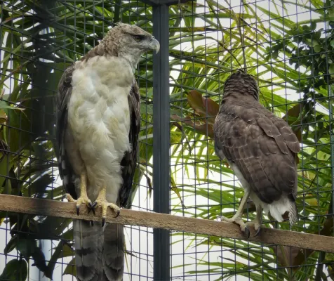 File:New Guinea Harpy Eagle. Harpyopsis novaeguineae (48951639281).jpg