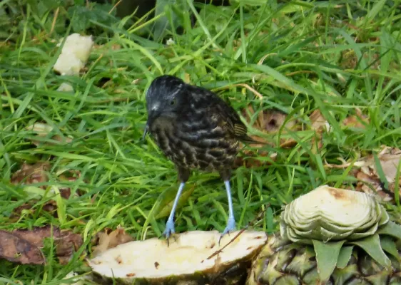File:Grey-streaked Honeyeater Ptiloprora perstriata (48947889446).jpg