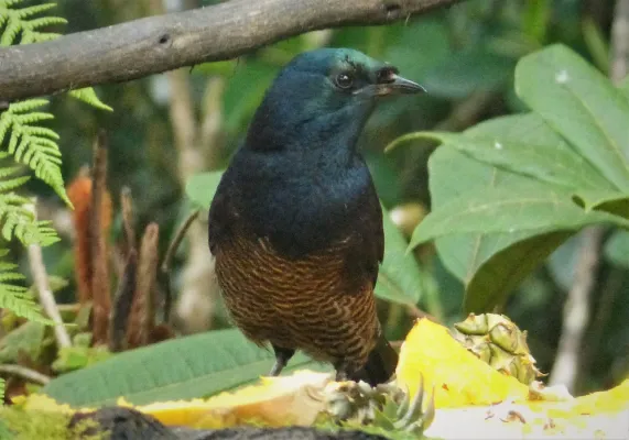 File:Ribbon-tailed Astrapia female. (Astrapia mayeri) (48889640233).jpg