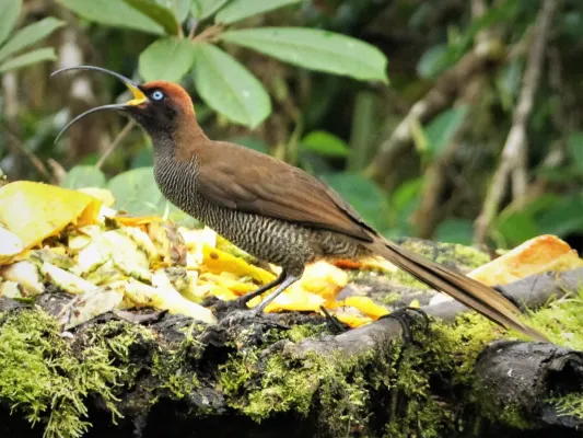 File:Brown Sicklebill . Epimachus meyeri, female (48885366093).jpg