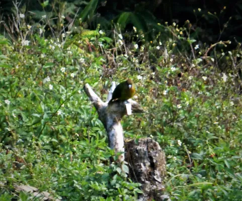 File:Modest Tiger Parrot. Psittacella modesta (48885370433).jpg