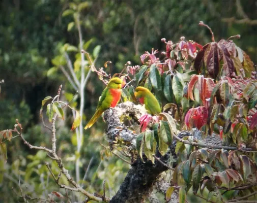 File:Yellow-billed Lorikeet. Neopsittacus musschenbroekii (48869609496).jpg
