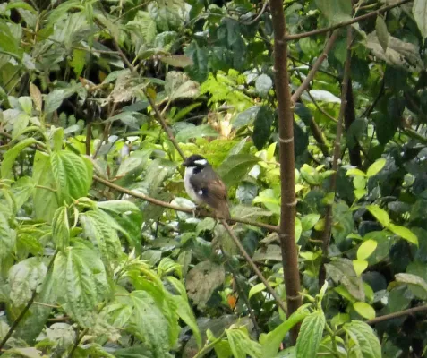 File:Black-capped Robin Heteromyias armiti (2) (48842512897).jpg