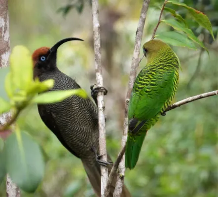 File:Brown Sicklebill (Epimachus meyeri)with Brehm's Tiger Parrot, female(Psittacella brehmii) (48826367568).jpg
