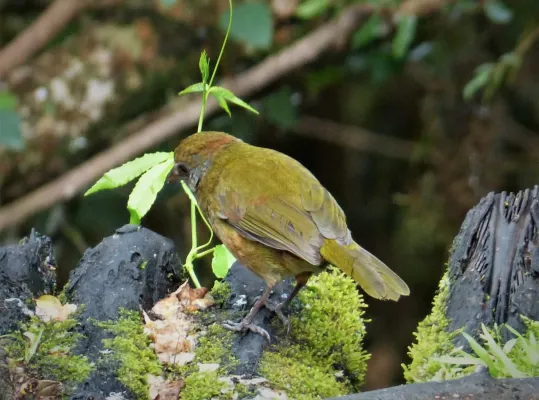 File:Rufous-naped Bellbird. Aleadryas rufinucha (48826744191).jpg