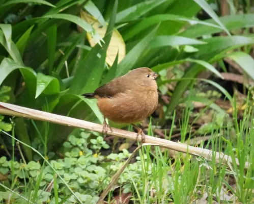 File:Mountain Firetail. Oreostruthus fuliginosus (48826904882).jpg