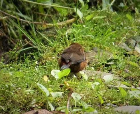 File:Mountain Firetail. Oreostruthus fuliginosus (48826371488).jpg